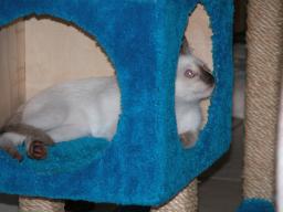 kittens - 071007 29
